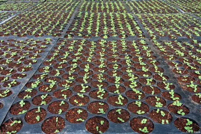 白菜种植管理技术视频_白菜种植技术和管理_白菜的种植管理技术