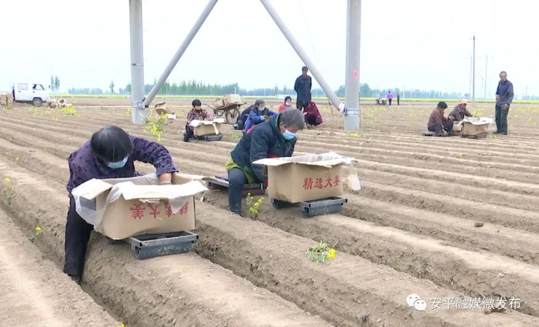 村里种植生姜致富_致富经生姜种植技术视频_致富生姜种植村里可以种吗