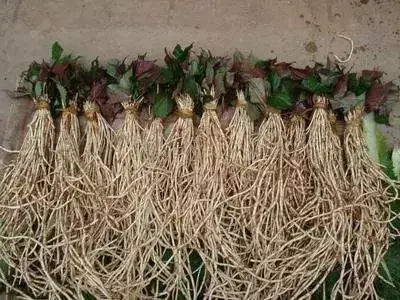 鱼腥草种植视频播放_致富经种植鱼腥草视频_视频致富种植鱼腥草真的假的