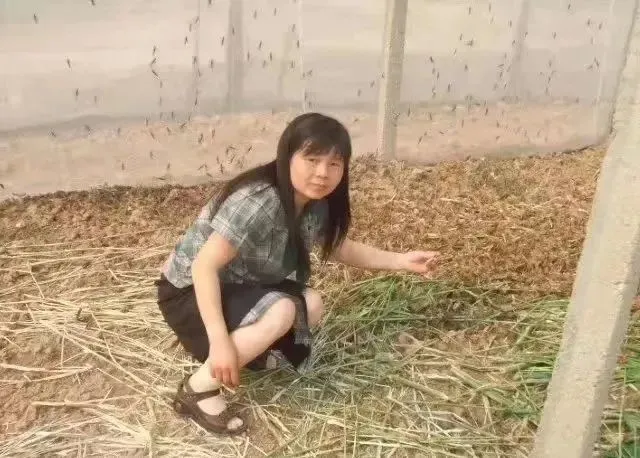 养殖人工蝗虫技术视频_人工养殖蝗虫技术_养殖人工蝗虫技术要求