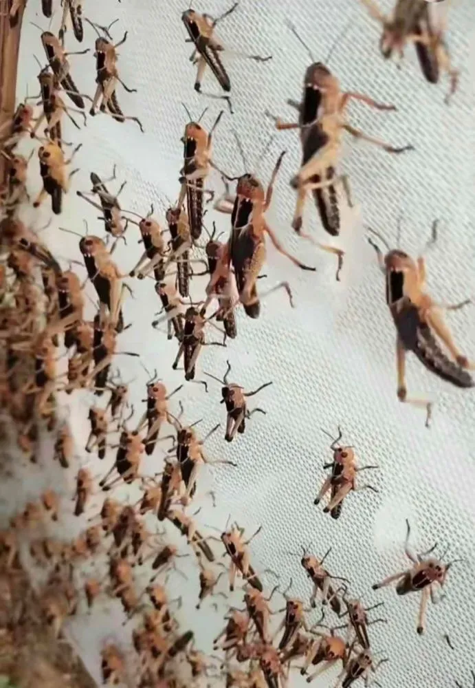 人工养殖蝗虫技术_养殖人工蝗虫技术要求_养殖人工蝗虫技术视频