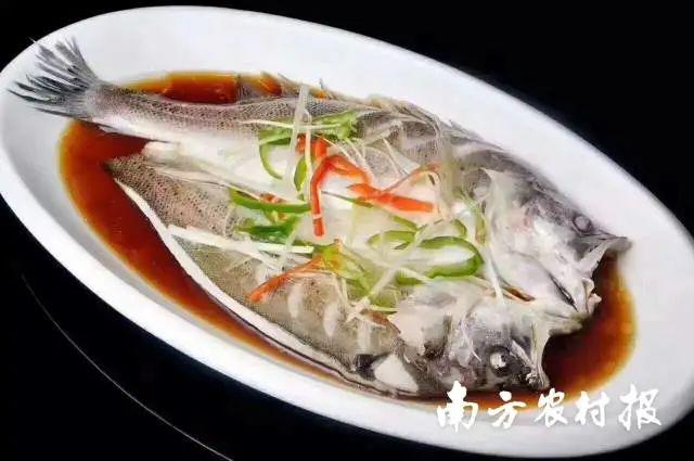 珠海鲈鱼养殖技术_珠海鲈鱼养殖基地_珠海养殖鲈鱼技术培训学校