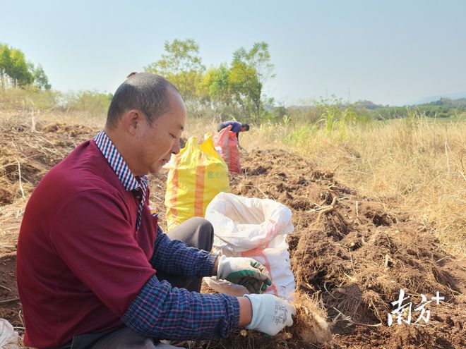 致富河北种植玉竹视频_种玉竹赚钱吗_河北玉竹种植致富
