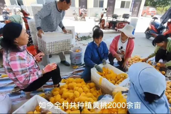 渭南市澄城县：小小黄桃变身“致富果”