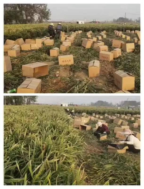 致富经种香蕉大户_香蕉种植收益_香蕉致富大户种植