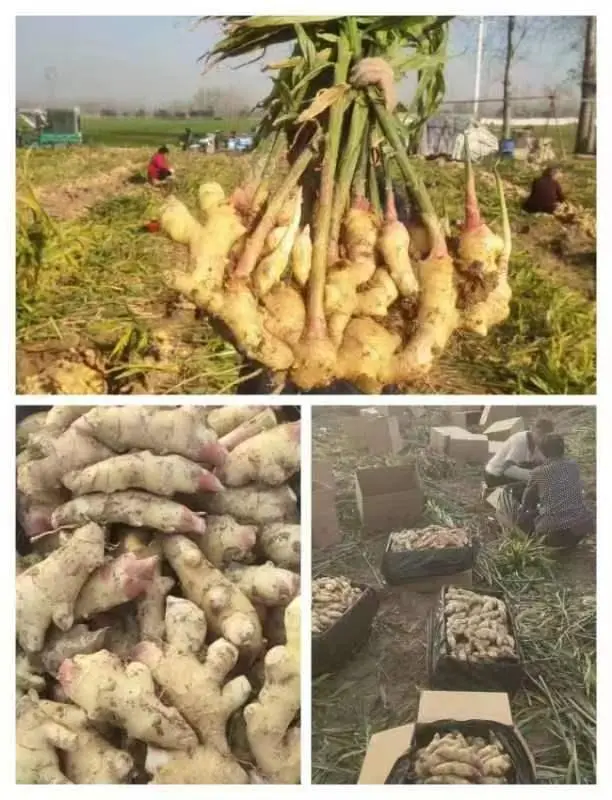 香蕉致富大户种植_香蕉种植收益_致富经种香蕉大户