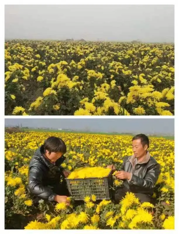 香蕉致富大户种植_香蕉种植收益_致富经种香蕉大户