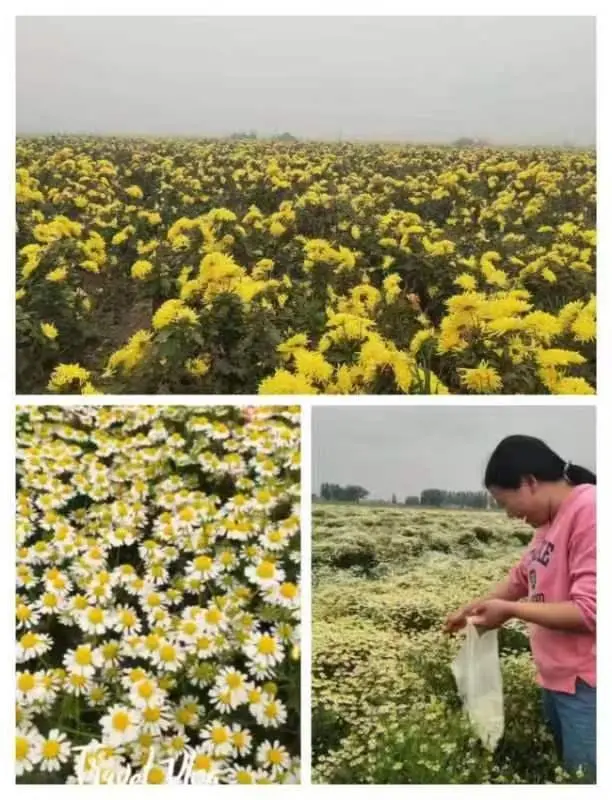 香蕉致富大户种植_香蕉种植收益_致富经种香蕉大户