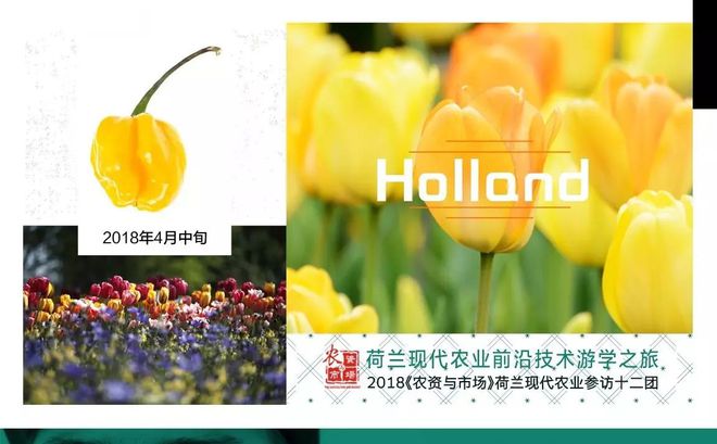 香蕉致富大户种植视频_致富经种香蕉大户_香蕉致富大户种植