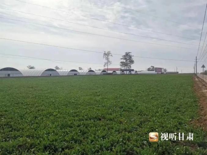中药材种植致富经_中药材种植致富的方法有_致富药材种植方法有中药吗