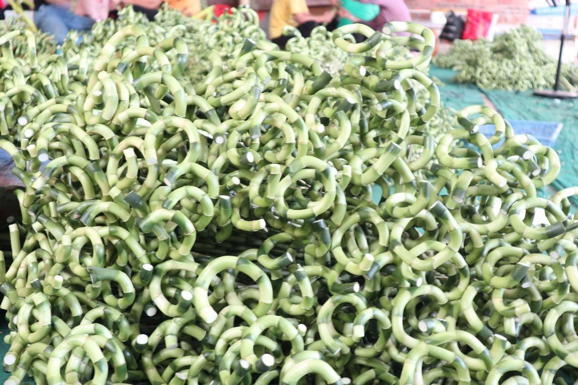 绿竹种植视频_种植绿竹技术要求_绿竹的种植技术