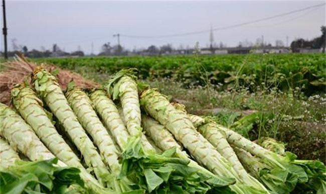 莴笋种植注意些什么
