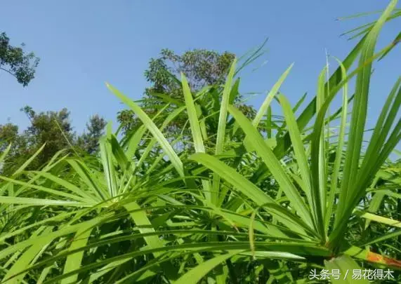 绿竹的种植技术_绿竹种植视频_种植绿竹技术要点