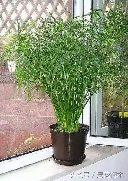 种植绿竹技术要点_绿竹的种植技术_绿竹种植视频