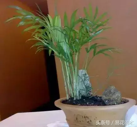 绿竹的种植技术_绿竹种植视频_种植绿竹技术要点