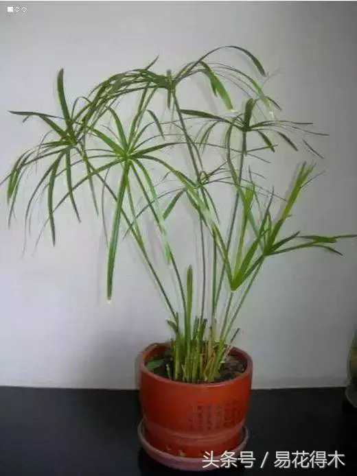 种植绿竹技术要点_绿竹的种植技术_绿竹种植视频