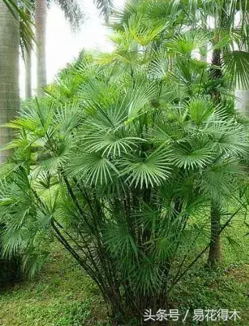 种植绿竹技术要点_绿竹种植视频_绿竹的种植技术
