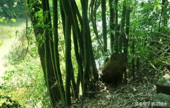绿竹的种植技术_绿竹种植视频_种植绿竹技术要点