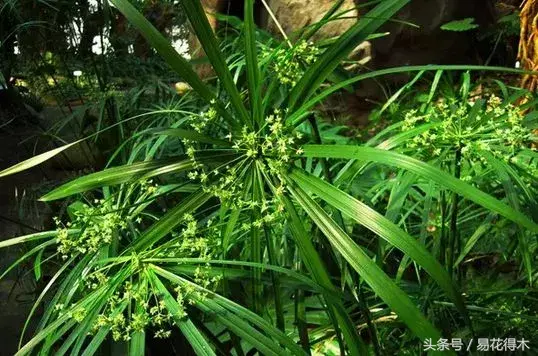 绿竹种植视频_种植绿竹技术要点_绿竹的种植技术