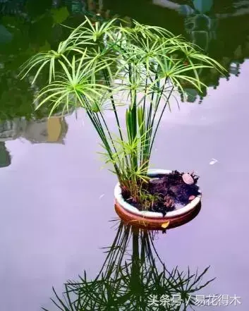 绿竹种植视频_绿竹的种植技术_种植绿竹技术要点