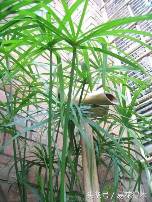 绿竹种植视频_绿竹的种植技术_种植绿竹技术要点