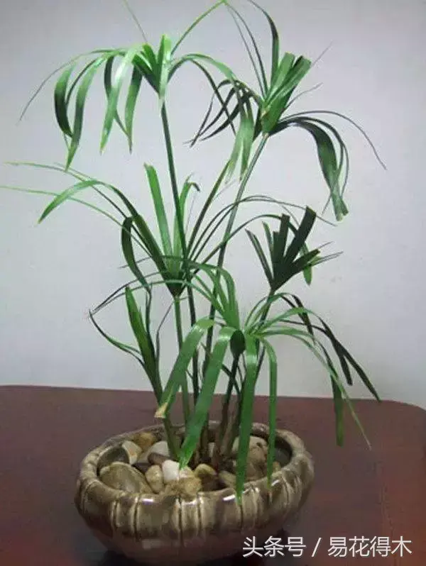 种植绿竹技术要点_绿竹的种植技术_绿竹种植视频