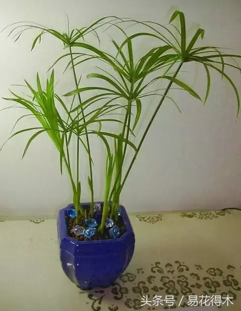 种植绿竹技术要点_绿竹种植视频_绿竹的种植技术