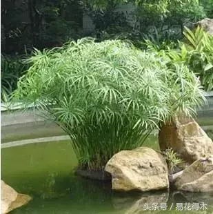 种植绿竹技术要点_绿竹种植视频_绿竹的种植技术