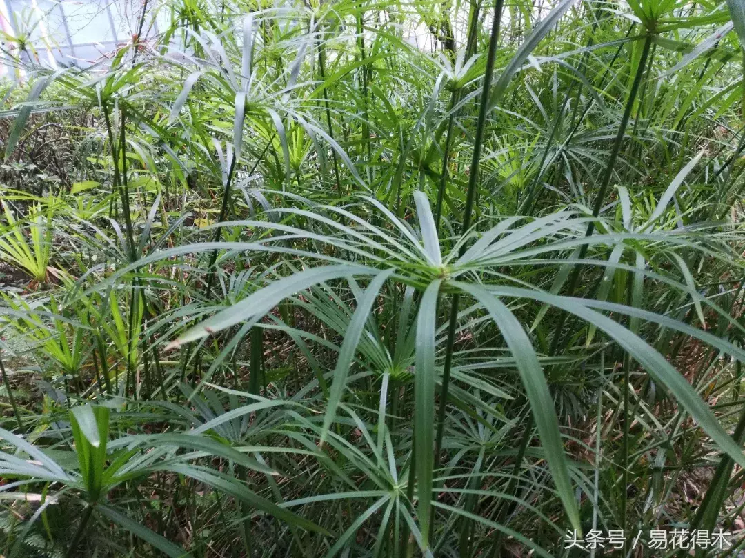 种植绿竹技术要点_绿竹种植视频_绿竹的种植技术