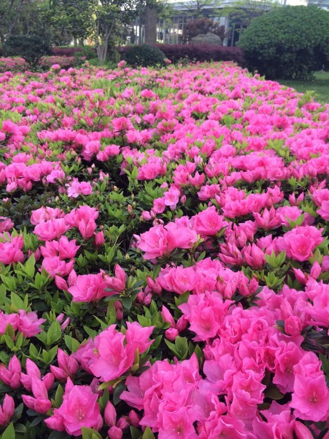 栀子花种植技术_种植栀子花的方法_种植栀子花技术与管理