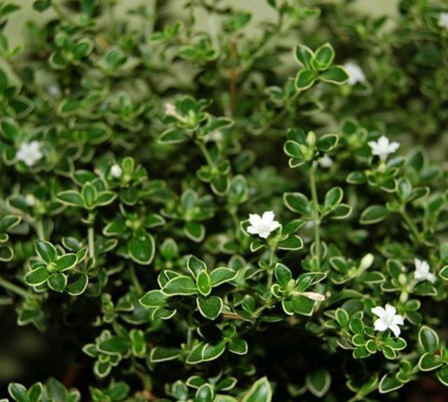 种植栀子花技术与管理_种植栀子花的方法_栀子花种植技术