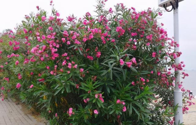 栀子花种植技术_种植栀子花的方法_种植栀子花技术与管理