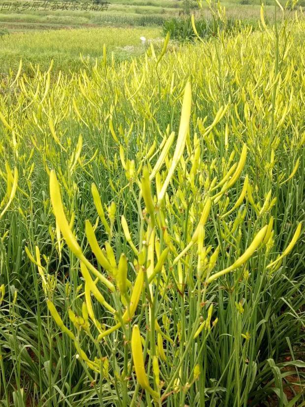 栀子花种植技术_种植栀子花的方法_种植栀子花技术与管理