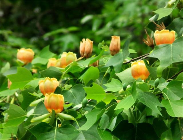 栀子花种植技术_种植栀子花技术与管理_种植栀子花的方法