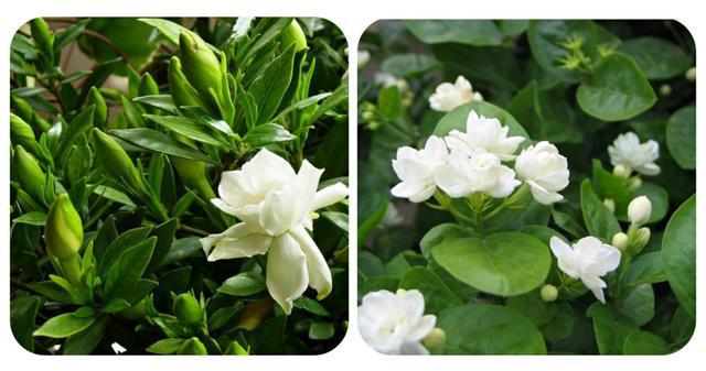 栀子花种植技术_种植栀子花技术与管理_种植栀子花的方法