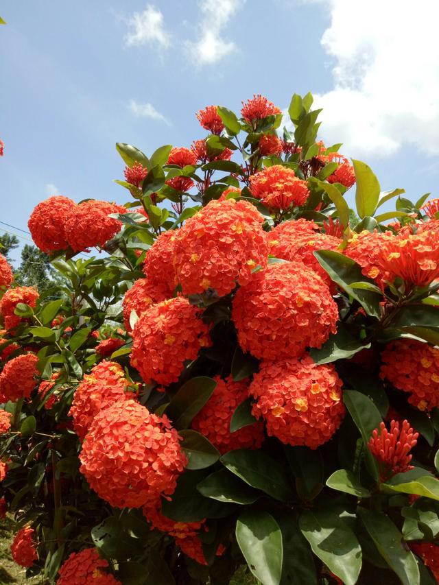 种植栀子花技术与管理_栀子花种植技术_种植栀子花的方法