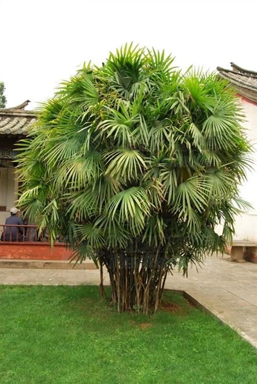 种植栀子花技术与管理_栀子花种植技术_种植栀子花的方法