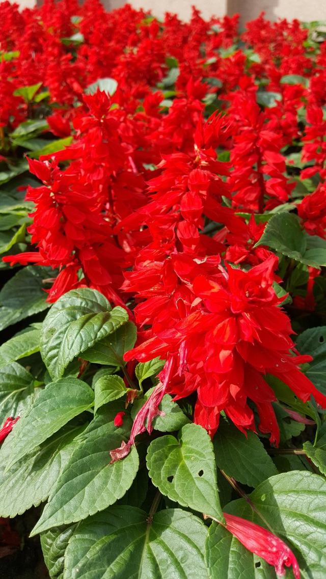 栀子花种植技术_种植栀子花的方法_种植栀子花技术与管理