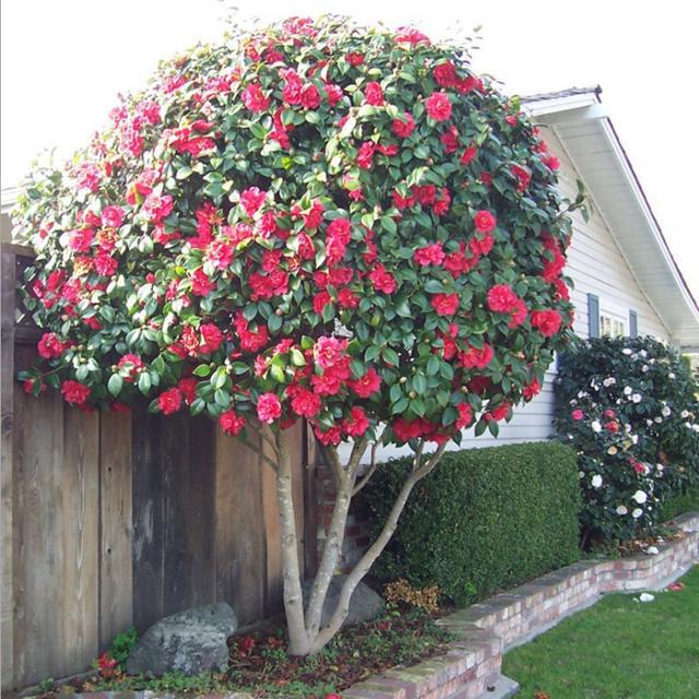 栀子花种植技术_种植栀子花技术与管理_种植栀子花的方法