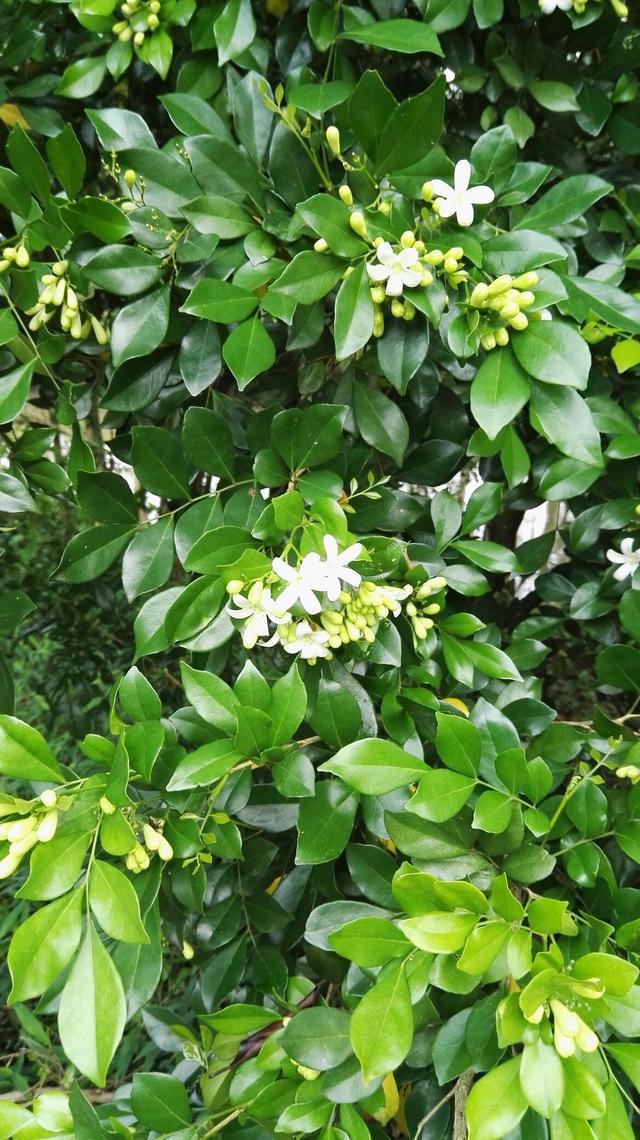 种植栀子花的方法_栀子花种植技术_种植栀子花技术与管理