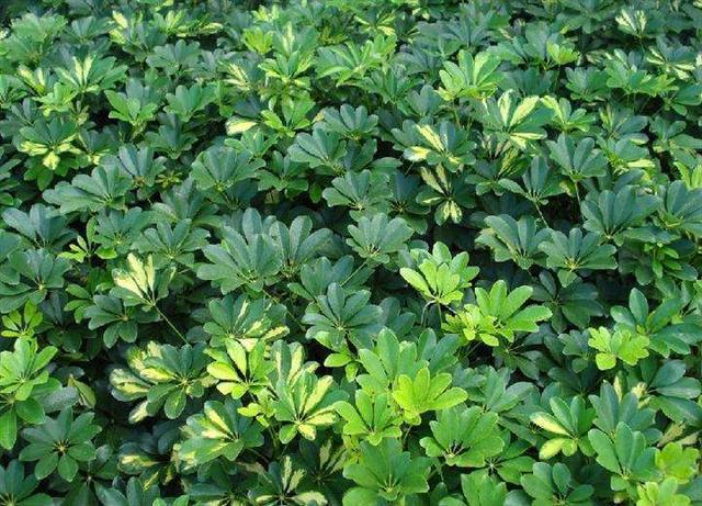 栀子花种植技术_种植栀子花的方法_种植栀子花技术与管理