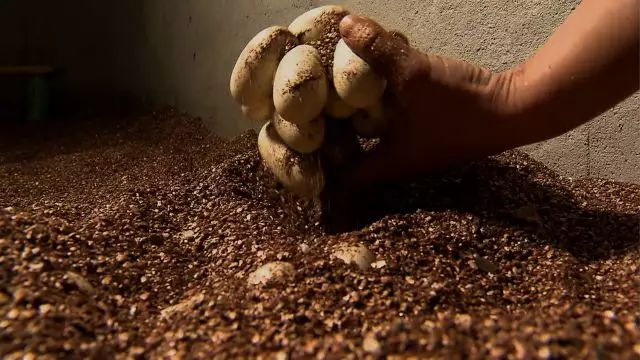 广西养蛇养殖场_广西水律蛇养殖技术_广西水蛇养殖基地