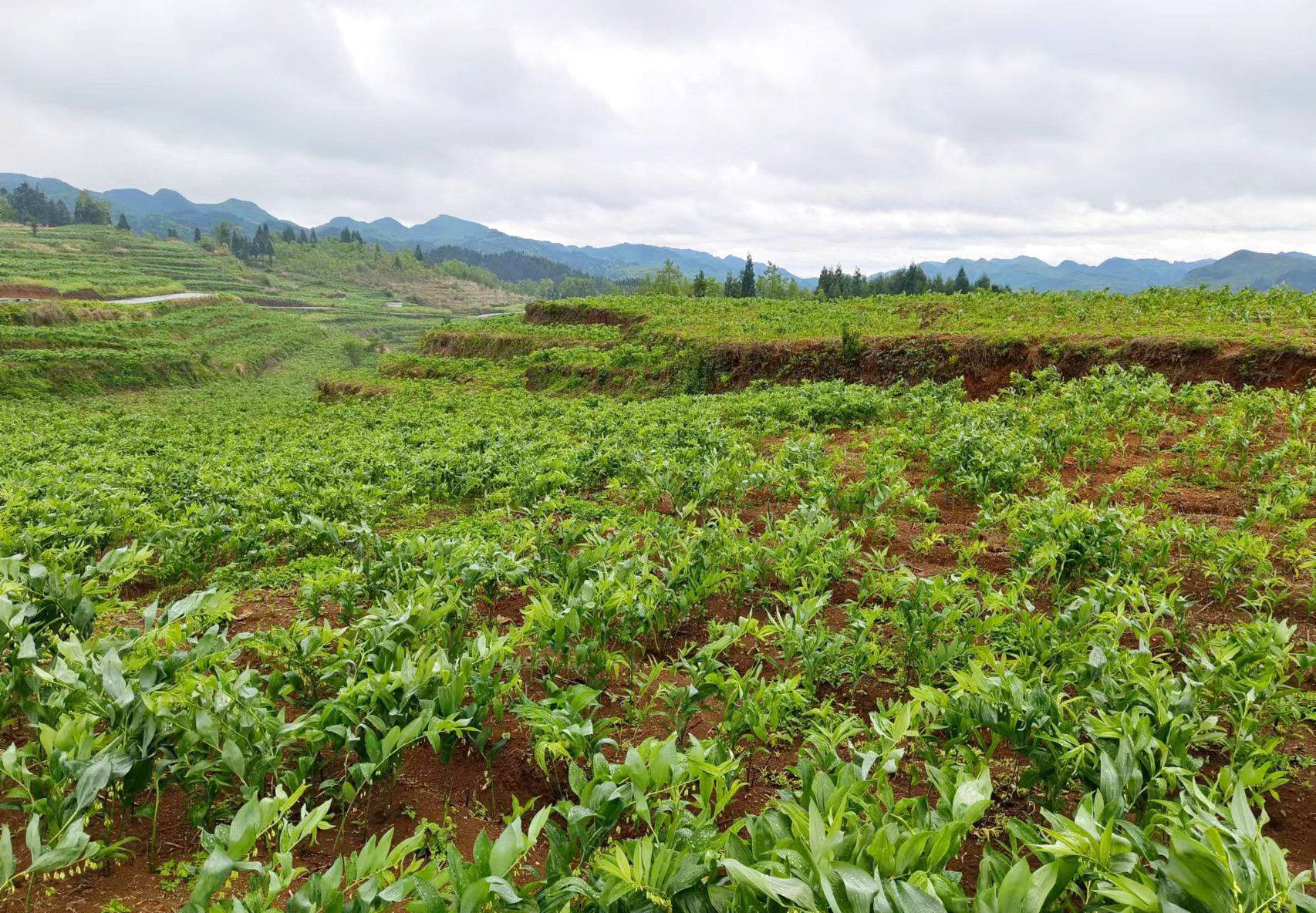 2020种植玉竹的前景_种植玉竹的利润有多大_河北玉竹种植致富