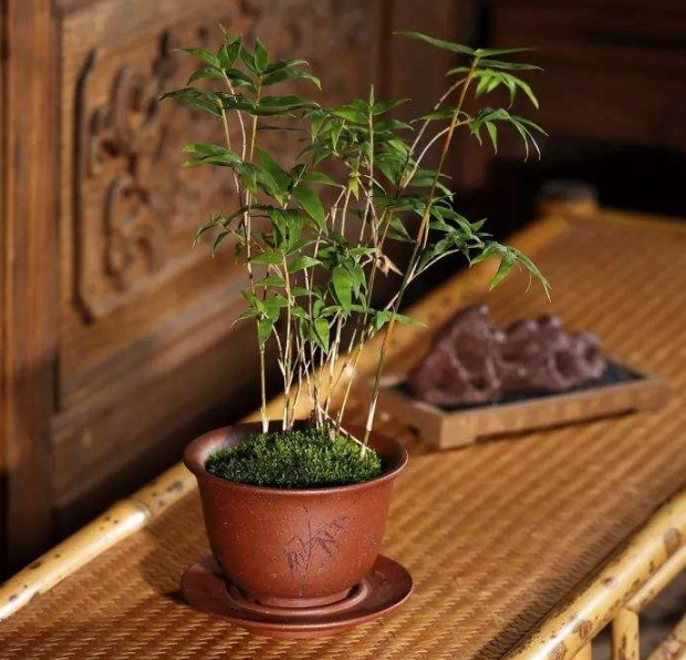 绿竹的种植技术_种植绿竹技术要点_绿竹栽培技术