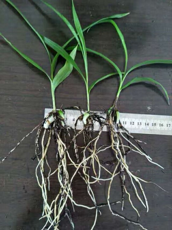 河南白芨种植技术_种植白芨前景怎么样_种植河南技术白芨怎么样