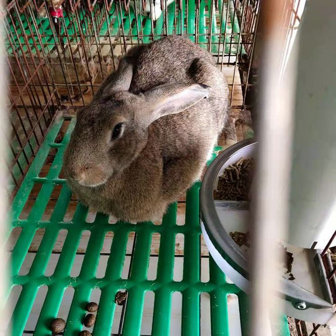 云南比利时肉兔养殖场  喂养兔子的正确方法