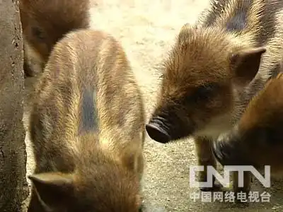 东北野猪养殖基地加盟_致富经东北野猪_致富经野猪散养视频全部