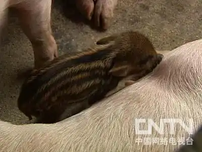 致富经野猪散养视频全部_东北野猪养殖基地加盟_致富经东北野猪