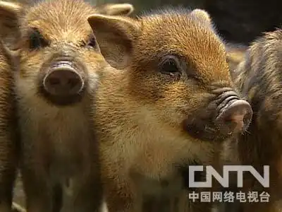 东北野猪养殖基地加盟_致富经野猪散养视频全部_致富经东北野猪