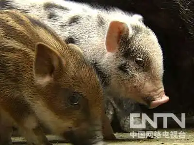 东北野猪养殖基地加盟_致富经东北野猪_致富经野猪散养视频全部
